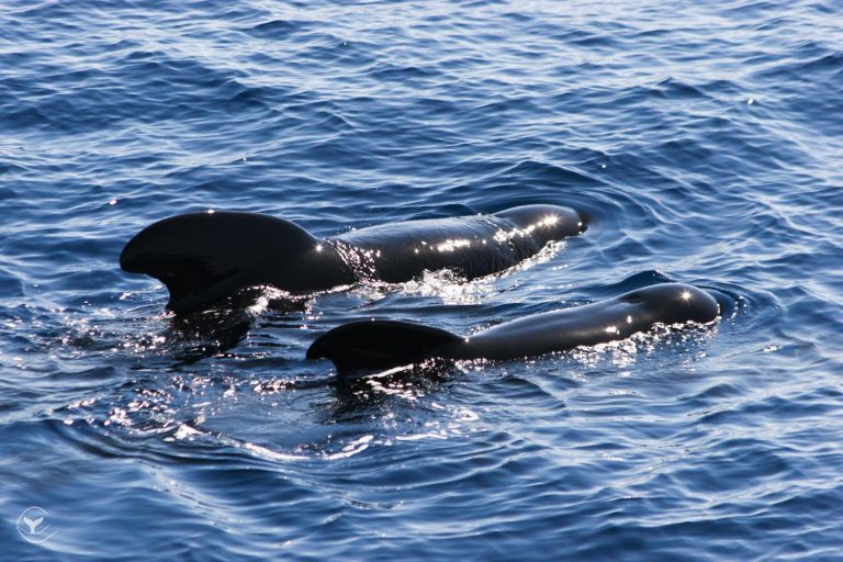 Peste 40 de balene pilot au murit după ce au eșuat pe o plajă în Scoția. De ce eșuează aceste mamifere