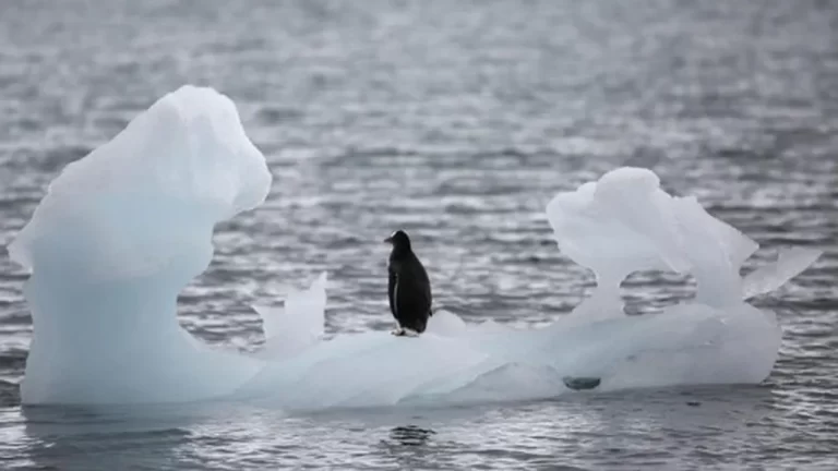 Banchiza de gheață din Antarctica în pericol. Oceanograf: Un eveniment inedit și îngrijorător
