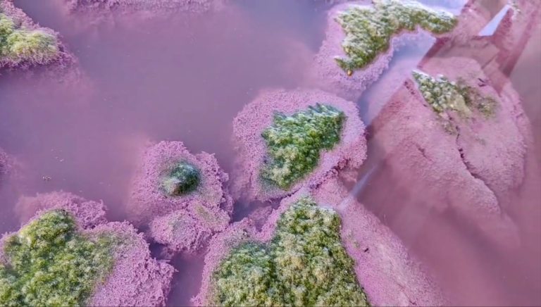 De ce apa de la Techirghiol a devenit roz. VIDEO