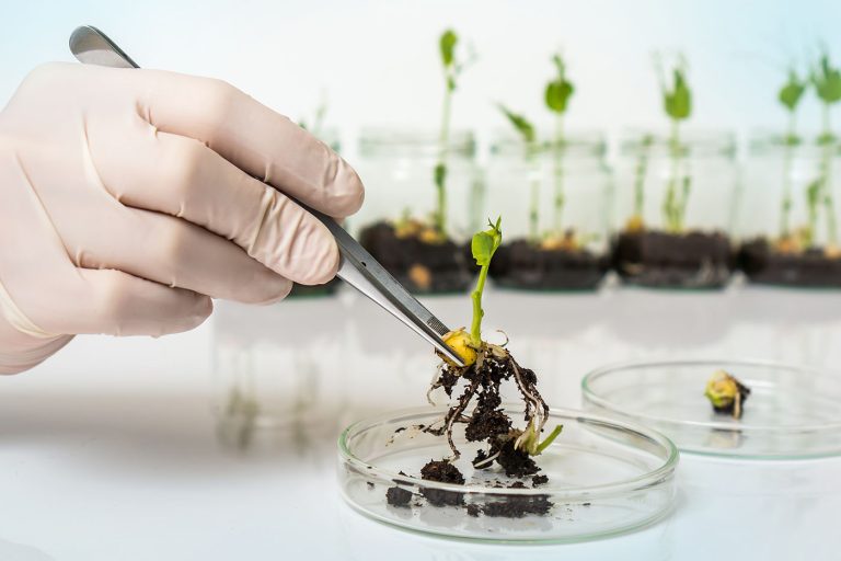 Comisia Europeană propune relaxarea regulilor cu privire la organismele modificate genetic