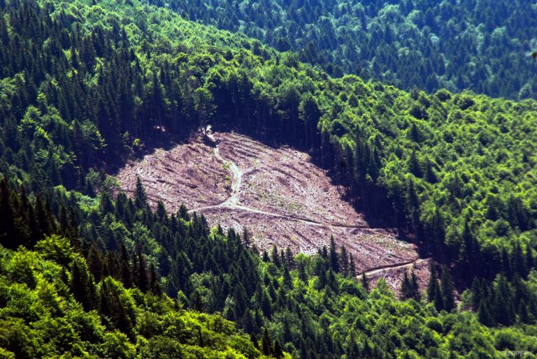 Pădurile vor fi controlate și monitorizate prin satelit